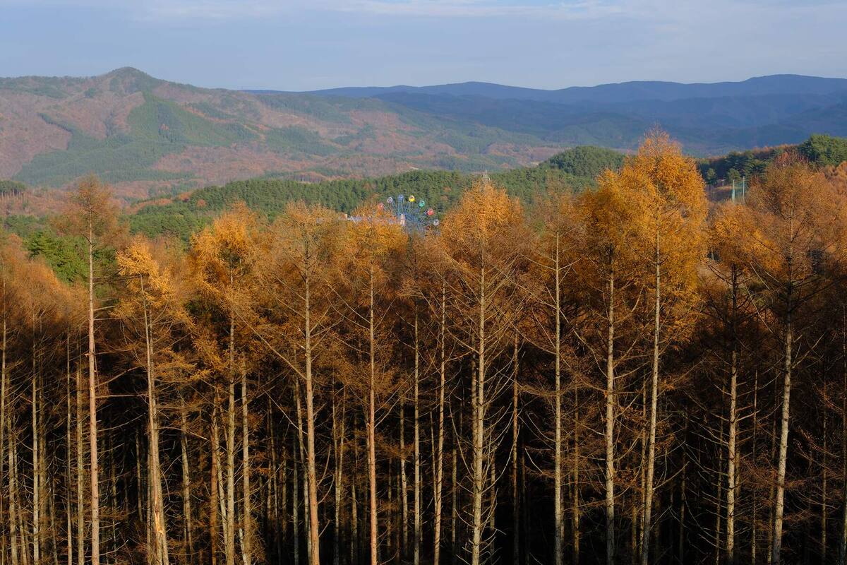 逆光に沈むカラマツ林と、その向こうに連なる山並み