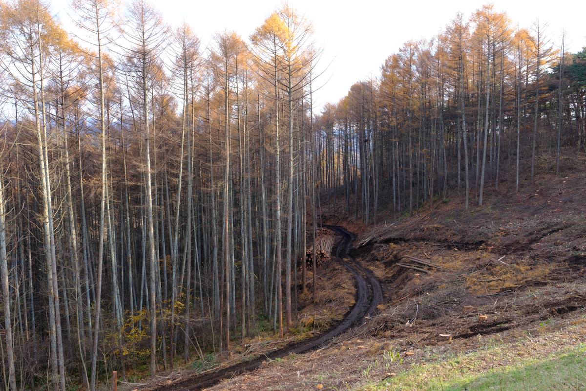 黄葉したカラマツ林と、山肌につけられた作業道