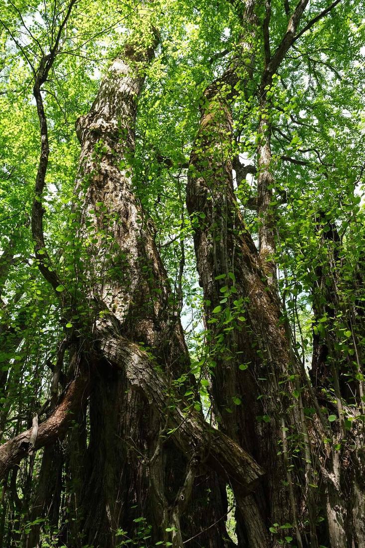 苔むした太い幹。樹皮の凹凸に緑が乗っている