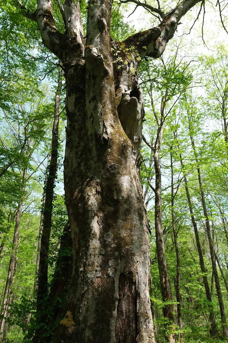 太い広葉樹の幹。樹皮に苔が乗っている